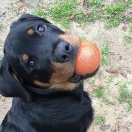 Rottweilers from Barbara De Groodt