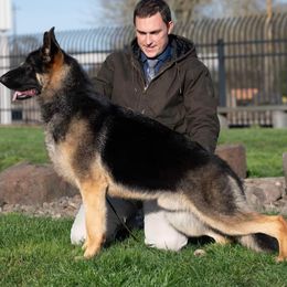Slick - German Shepherd