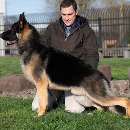 Slick - German Shepherd