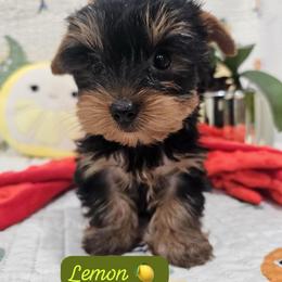 Boy 1 - Black and gold male Yorkshire Terrier puppy in Tamarac, Florida from Yorkiefamily7