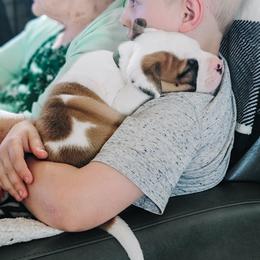 American Bulldog Puppies from Valor American Bulldogs