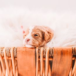 Red Boy - Red male Cavapoo puppy in Mckinney, Texas from Doodles of North Tx