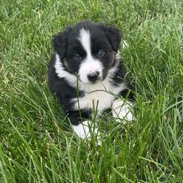 Ash - Black tri-color female Australian Shepherd puppy in La Porte City, Iowa from KDL Homestead