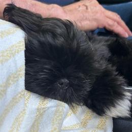 Jax - Black and white male Shih Tzu puppy in Claremore, Oklahoma from Reputable Shih tz Breeders  and Buyers In Oklahoma
