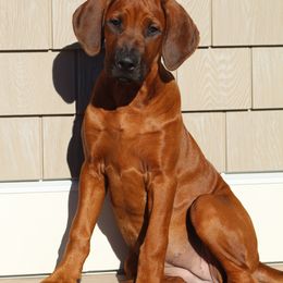 Rhodesian Ridgeback Puppies from Supernova Ridgebacks