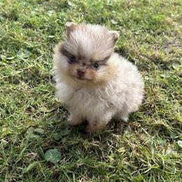 Willow - Chocolate merle female Pomeranian puppy in Buck Valley, Pennsylvania from Buck Valley Pomeranians