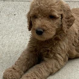 Goldendoodle Puppies from Bear Ridge Doodles