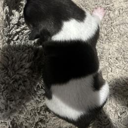 Rat Terrier Puppies from LJ&B