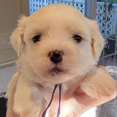 Waldorf - Cream male Shichon puppy in Kent, Washington from Mad Hatter Farm