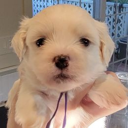 Waldorf - Cream male Shichon puppy in Kent, Washington from Mad Hatter Farm