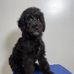 Onyx - Black male Poodle puppy in Valdosta, Georgia from Posh Poodles