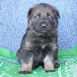 Boy 2 - Sable male German Shepherd puppy in Republic, Washington from Von Zobel Haus Kennels