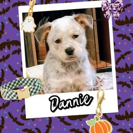 Dannie - Blue mottled male Australian Cattle Dog puppy in Fife Lake, Michigan from Kurczak Farm LLC