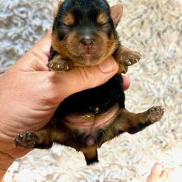 Maltese and Yorkshire Terrier Puppies from tatortot pup
