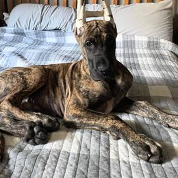 Great Dane Puppies from F&B Kennels