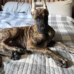 Great Dane Puppies from F&B Kennels