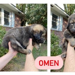 Neapolitan Mastiff and Tibetan Mastiff Puppies from Carolina Coastal Mastinos