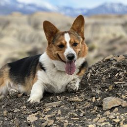 Chloe - Pembroke Welsh Corgi