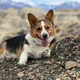 Chloe - Pembroke Welsh Corgi