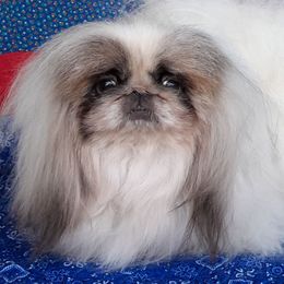 CAPTAIN - Pekingese