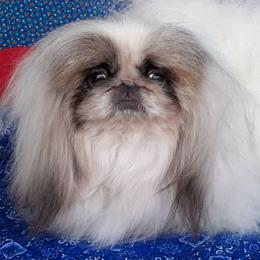 CAPTAIN - Pekingese