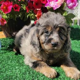 Centipede-Blue Merle - Merle male Goldendoodle puppy in Beecher, Illinois from Erica’s Doodles