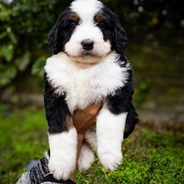 Tuk - Tri-color female Bernedoodle puppy in Palmetto Bay, Florida from SOMIDOODLES
