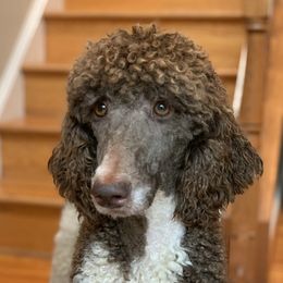 Rubble - Poodle