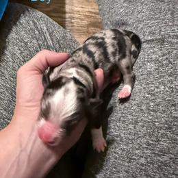 Nash - Blue merle male Miniature Australian Shepherd puppy in Romney, West Virginia from South Branch Mini Aussies
