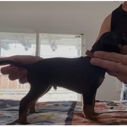 Brown Collar - Black and tan male Manchester Terrier puppy in Wildomar, California from Goldline Manchester Terriers