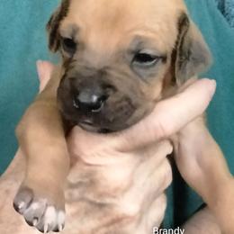 Girl 5 - female Rhodesian Ridgeback puppy in Alabama from Celtic Lore Ridgebacks