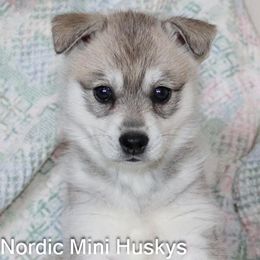Girl 1 - Gray and white female Alaskan Klee Kai puppy in Klamath Falls, Oregon from Nordic Mini Huskys