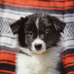 KitKat - Black female Border Collie puppy in Dallas, Texas from Effervescent Border Collies