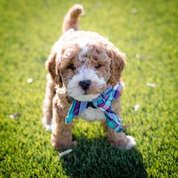 Poodle Puppies from Doodle Puppy Parti