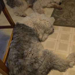 Old English Sheepdogs and Sheepadoodles from Faith S Clement's Old English Sheepdogs and Sheepadoodles