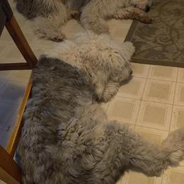 Old English Sheepdogs and Sheepadoodles from Faith S Clement's Old English Sheepdogs and Sheepadoodles