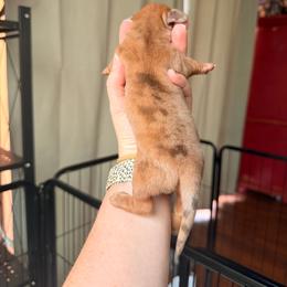 Dapple boy - Dapple male Dachshund puppy in Campbell, Texas from Blooming Grace Homestead