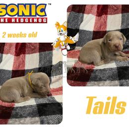 TAILS - Silver gray male Weimaraner puppy in Ferrum, Virginia from LAAT Weims