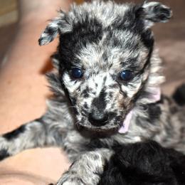 Pinwheel - Black merle female Mudi puppy in Benson, Arizona from Twisted Acres Border Collies and Mudi