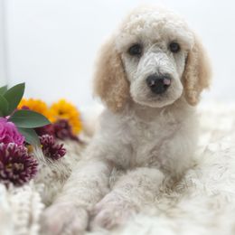 Poodle Puppies from Wild Suns Farm