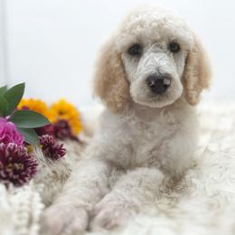 Poodle Puppies from Wild Suns Farm