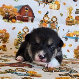 Hashbrown - Black and tan female Pembroke Welsh Corgi puppy in Briggsdale, Colorado from Lovebird Corgis