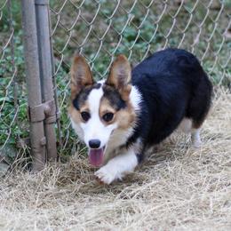 Aurora - Pembroke Welsh Corgi