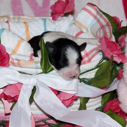 Puppy 7 - Black tri-color female Australian Shepherd puppy in Mayer, Arizona from Ms Priss Aussies