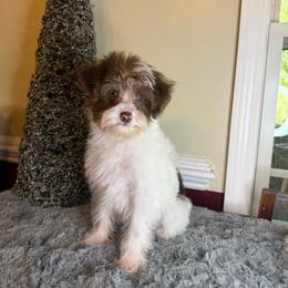 Trouble - Parti female Yorkipoo puppy in Henderson, North Carolina from Dorans Danes and Doodles