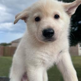 Mallow - White female German Shepherd puppy in Magnolia, Texas from K & Q Shepherds