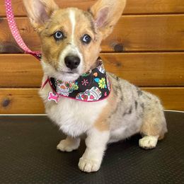 American Corgi, Cardigan Welsh Corgi, and Pembroke Welsh Corgi Puppies from Chloe's Colorful Corgis