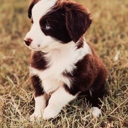 Miniature Australian Shepherds and Toy Australian Shepherds from Mesquite Tree Aussies