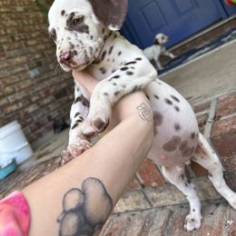 Chestnut - White and liver brown male Dalmatian puppy in Fort Walton Beach, Alabama from Kasens Dalmatians