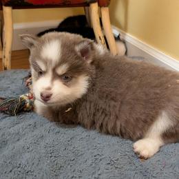 DxKb2 - Lavender male Pomsky puppy in Charlotte, Michigan from Moore Pomskies
